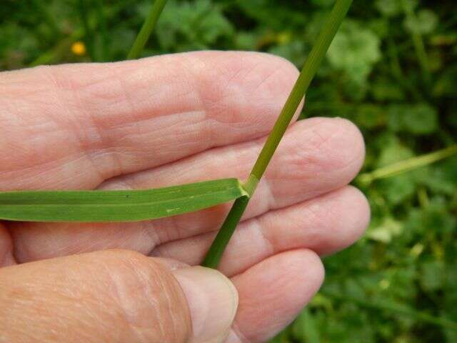 Image of Nodding False Semaphore Grass