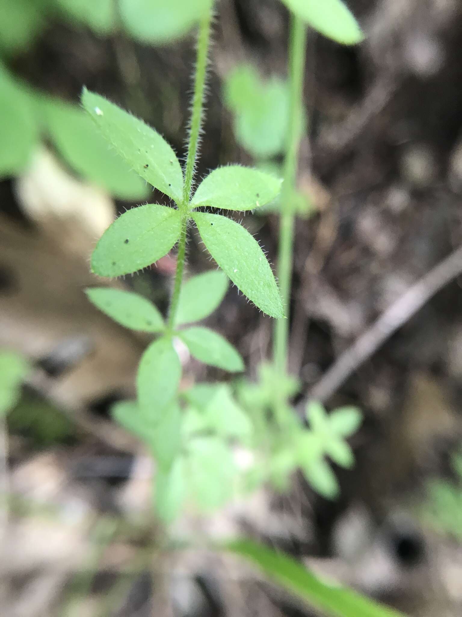 Galium californicum Hook. & Arn. resmi