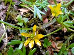 Image of Ranunculus glabrifolius Hook.