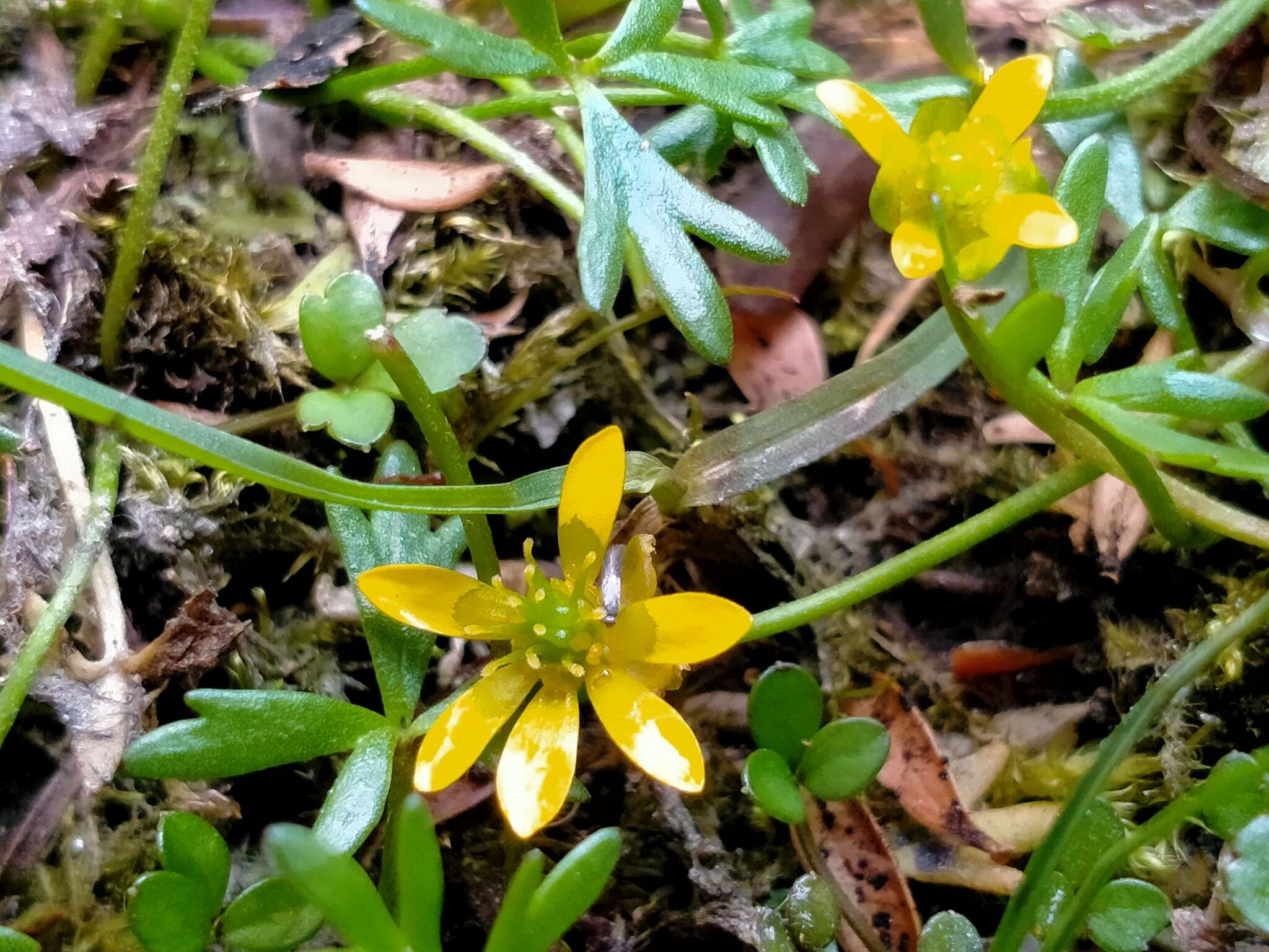 Слика од Ranunculus glabrifolius Hook.