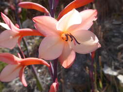 Image of Watsonia tabularis J. W. Mathews & L. Bolus