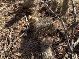 Image of Mammillaria capensis (H. E. Gates) R. T. Craig