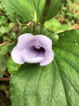 Image of gloxinia