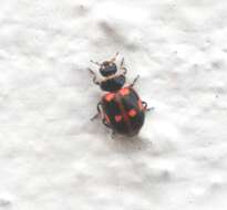 صورة <i>Cycloneda patagonica</i>