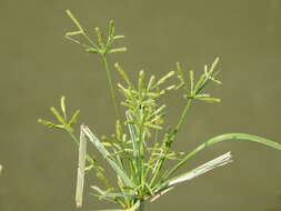 صورة Cyperus imbricatus Retz.