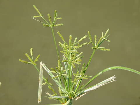 صورة Cyperus imbricatus Retz.