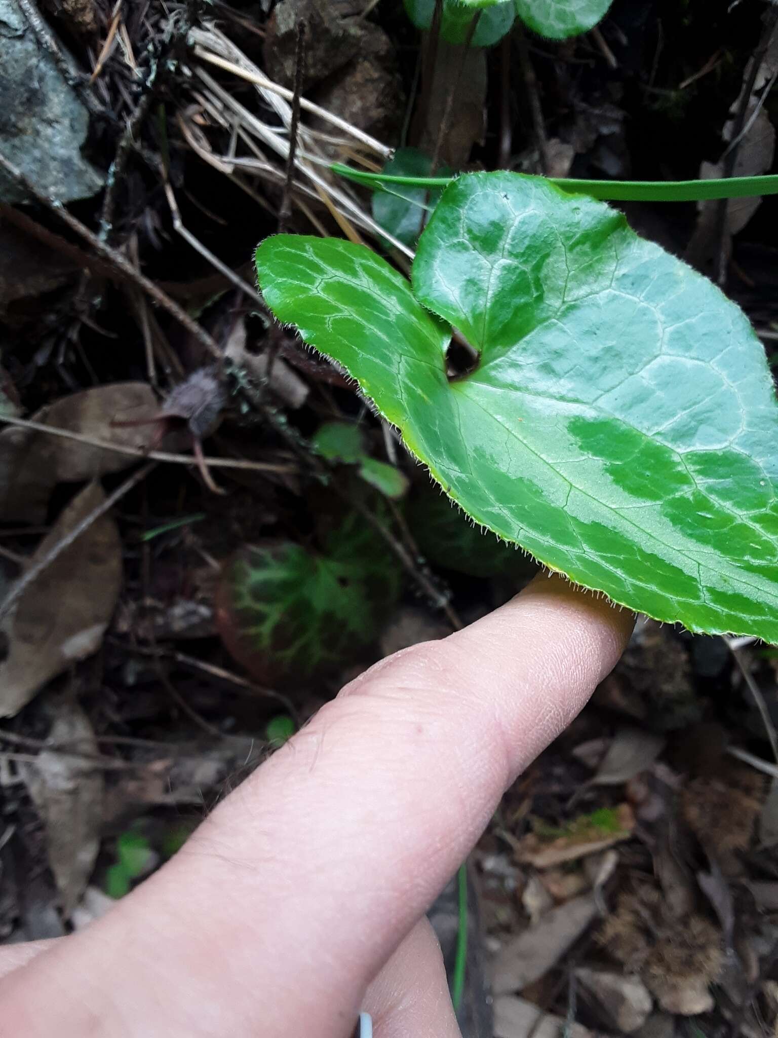 Image of marbled wildginger