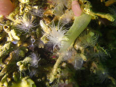 Image of sealoch anemone