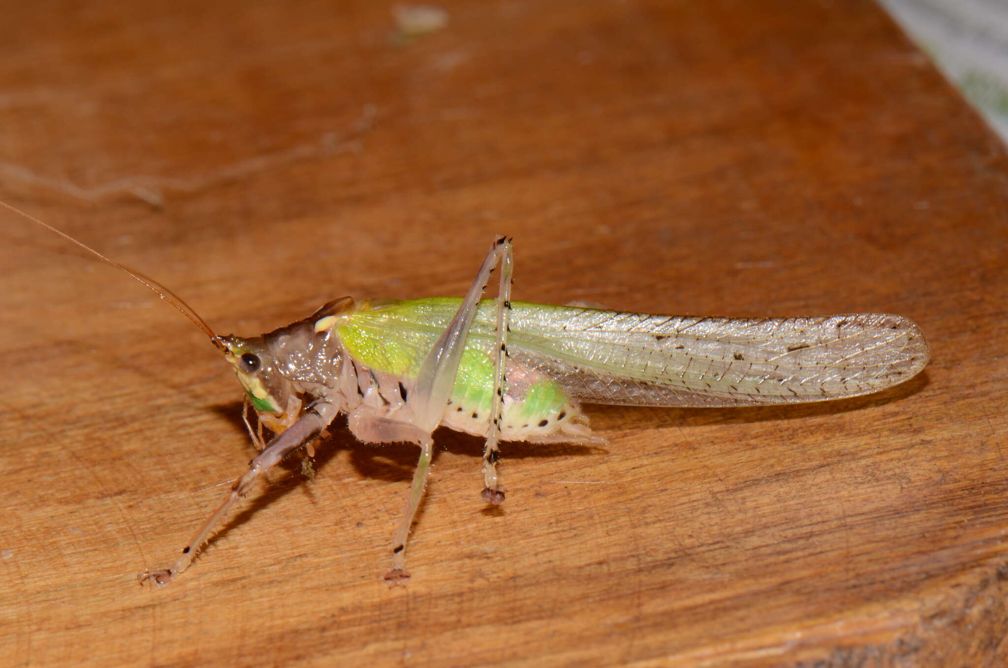 Image of Vestria punctata (Redtenbacher 1891)