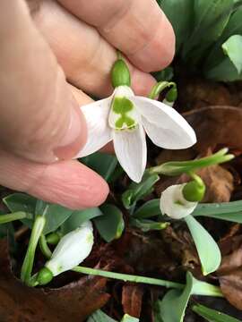 Image of giant snowdrop