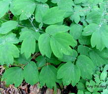 Image de Caulophyllum thalictroides (L.) Michx.