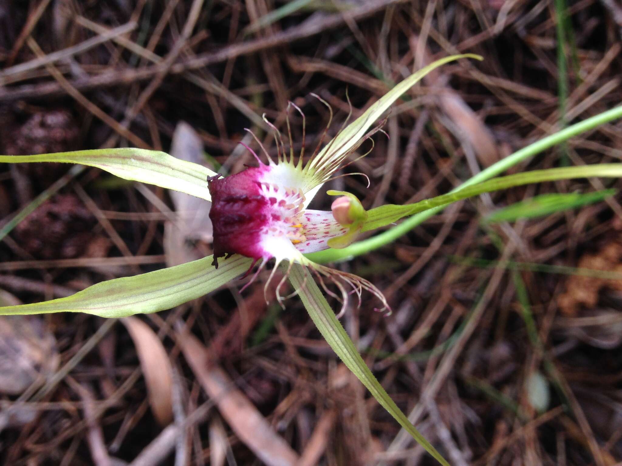 Image of Scott River spider orchid