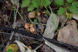 Plancia ëd Tricholoma psammopus (Kalchbr.) Quél. 1875