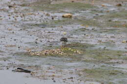 Image of Arenaria interpres interpres (Linnaeus 1758)