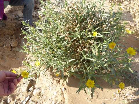 Image of Adonis blazingstar