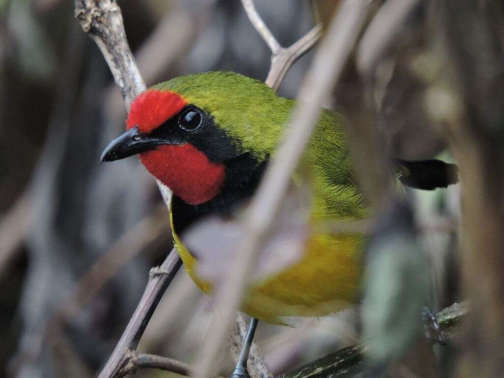 Image of Doherty's Bush Shrike