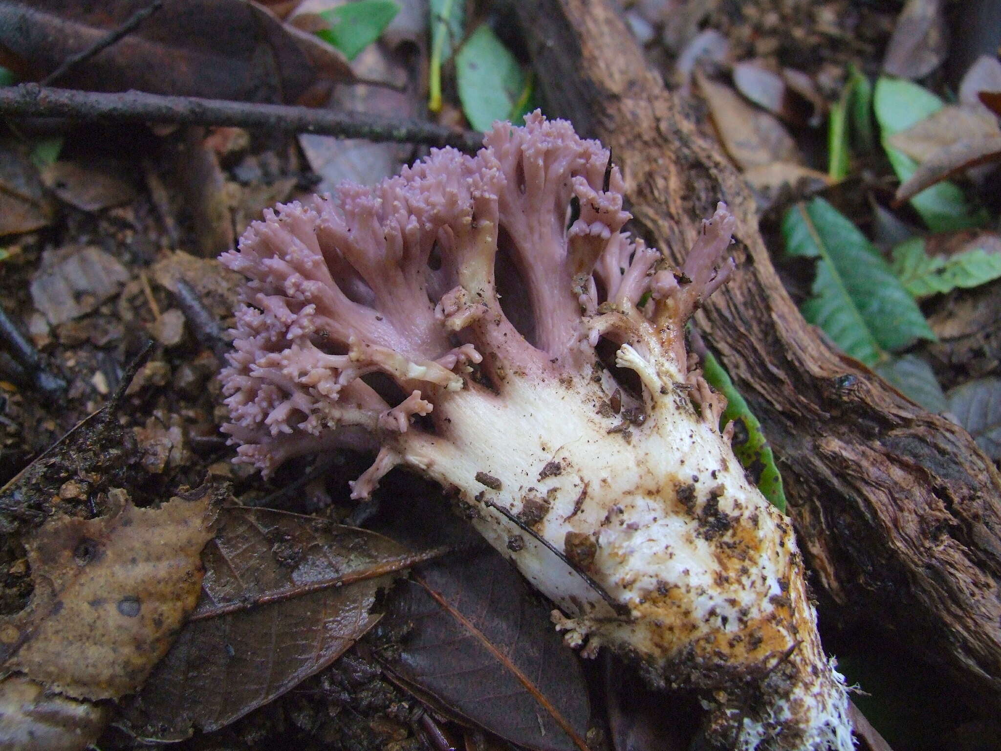 Image of Ramaria violaceibrunnea (Marr & D. E. Stuntz) R. H. Petersen 1986