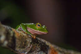 Image of Zhangixalus aurantiventris (Lue, Lai & Chen 1994)