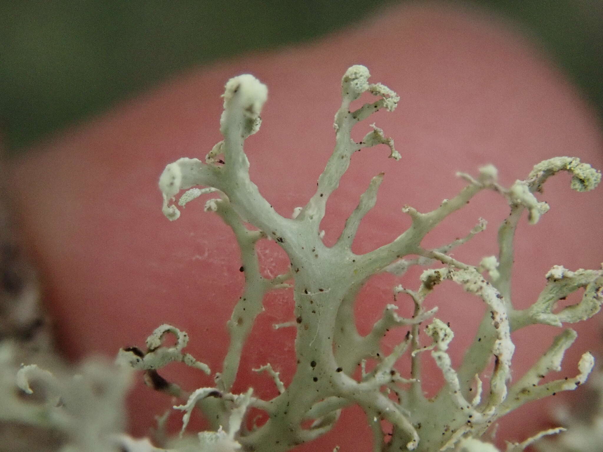 Image of cartilage lichen