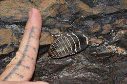 Image of native cockroach ( Australia )