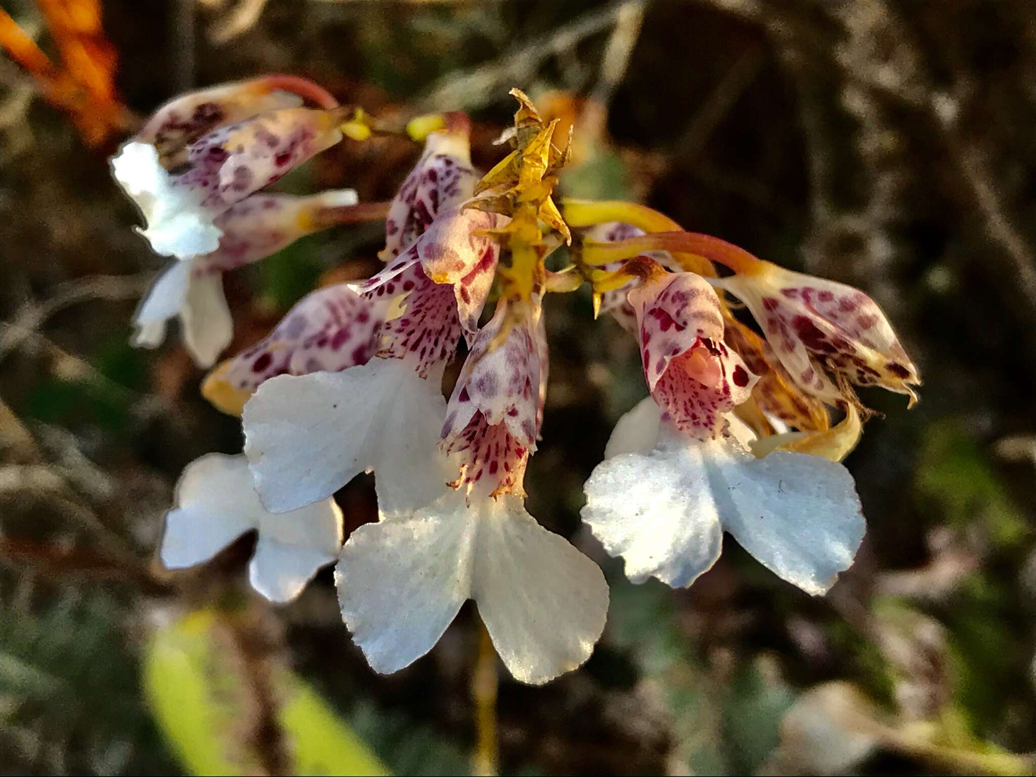 Image of Rodriguezia decora (Lem.) Rchb. fil.