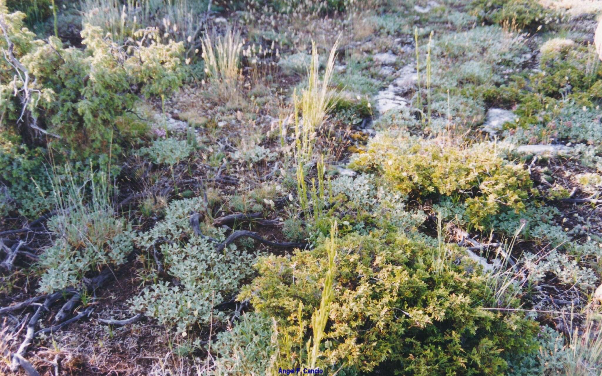 Image of abbotswood potentilla