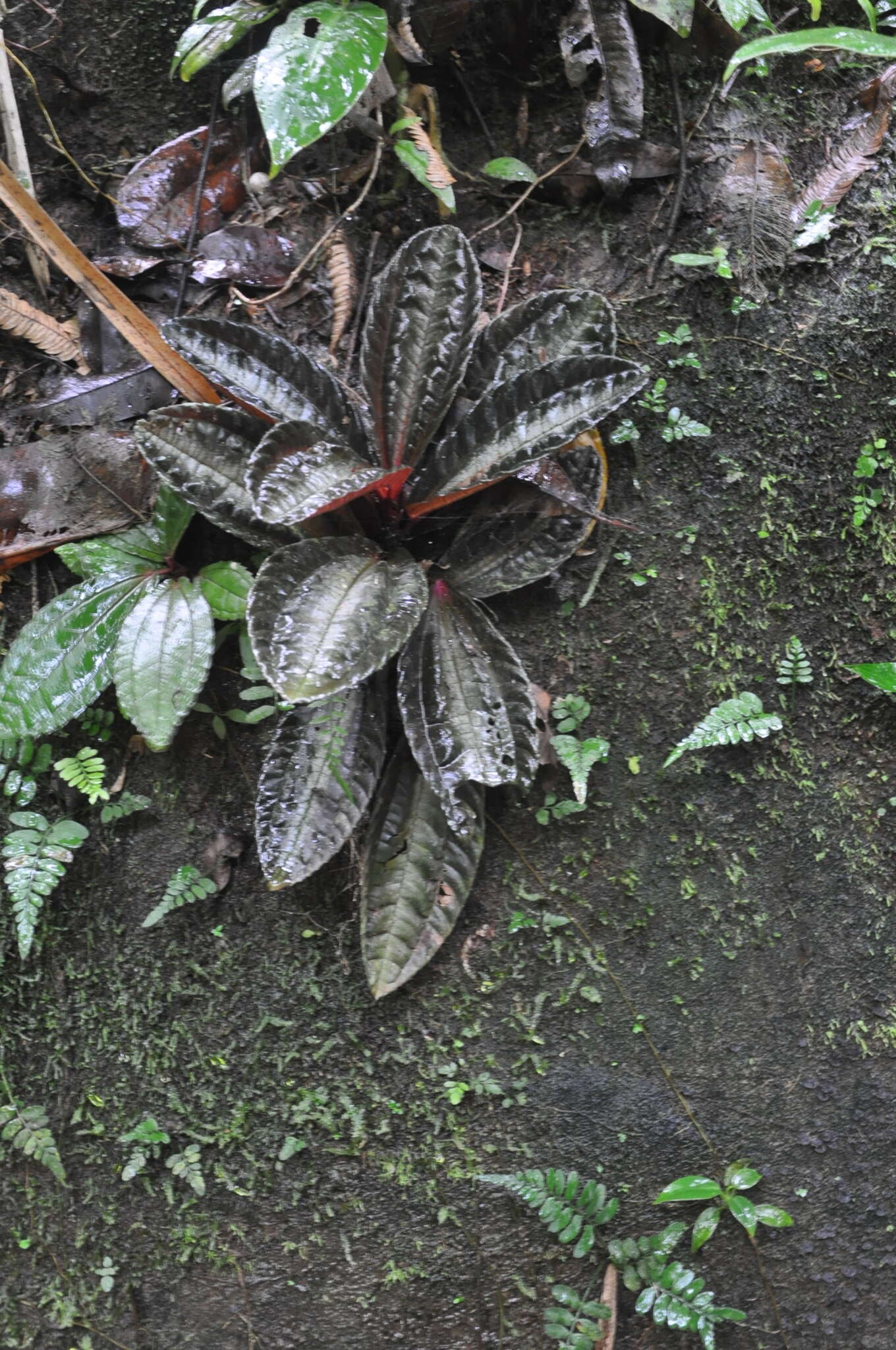 Image of Pilea rostulata A. K. Monro