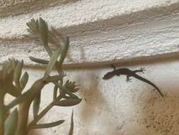 Image of Caicos Least Gecko
