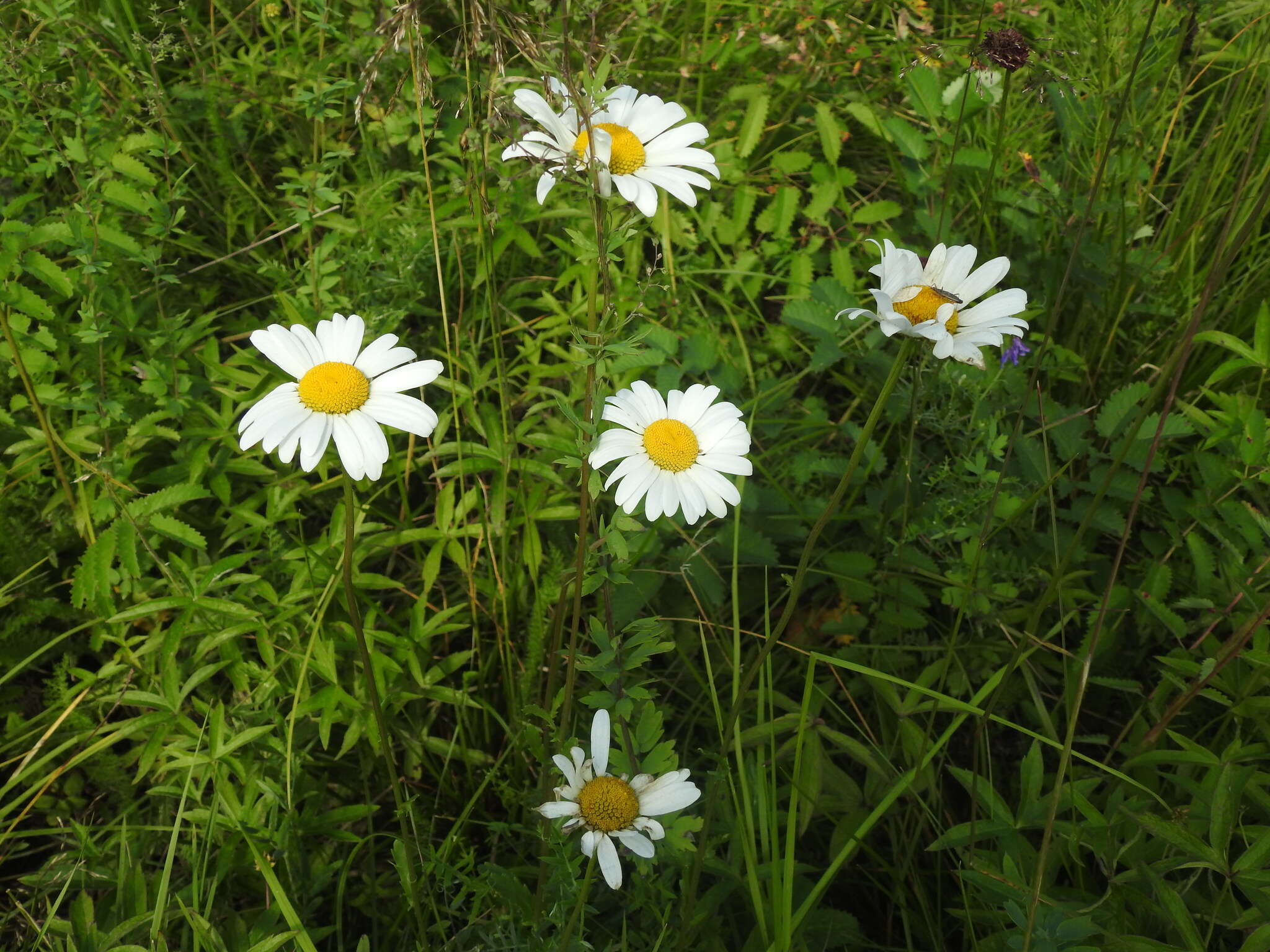 Image of Leucanthemum ircutianum (Turcz.) DC.