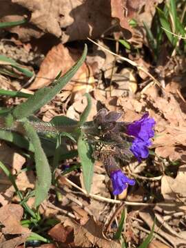 Image of Pulmonaria australis (J. Murr) W. Sauer