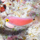 Image of Walindi wrasse