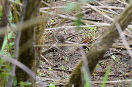 Image of Gray-cheeked Thrush