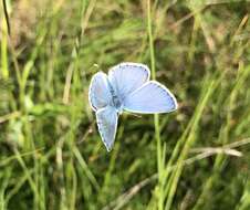 Image of Polyommatus bellargus (Rottemburg 1775)