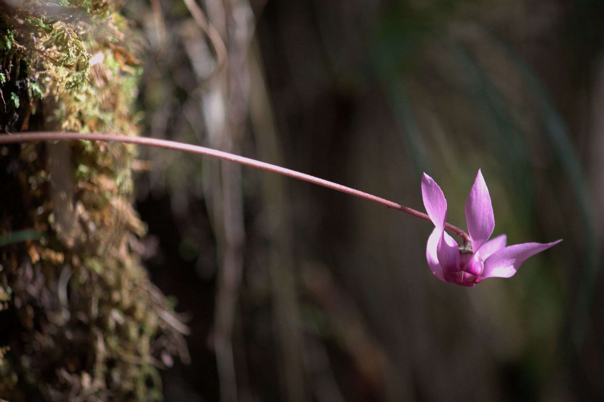 Image of cyclamen