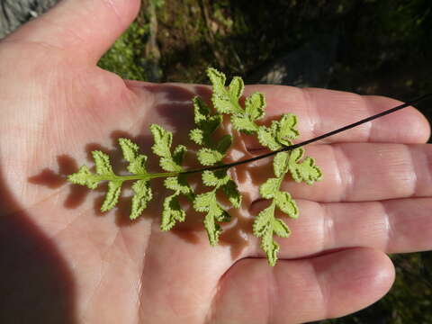 Image of Cheilanthes capensis (Thunb.) Sw.