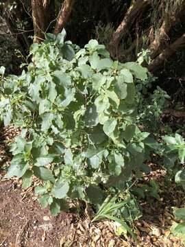 صورة Crambe strigosa L'Hér.