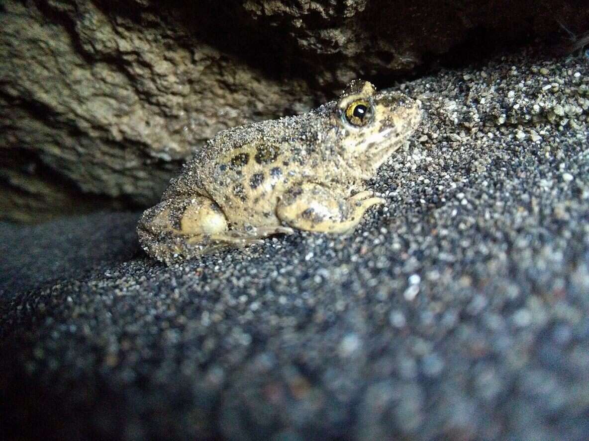 Image of Challhuaco frog