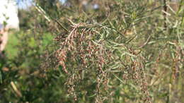 Image of Acanthostyles buniifolius (Hook. & Arn.) R. King & H. Rob.