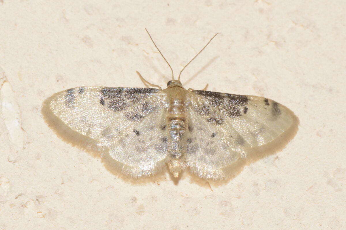 Image of Idaea filicata Hübner 1798