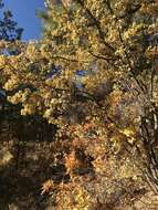 Image of Utah serviceberry