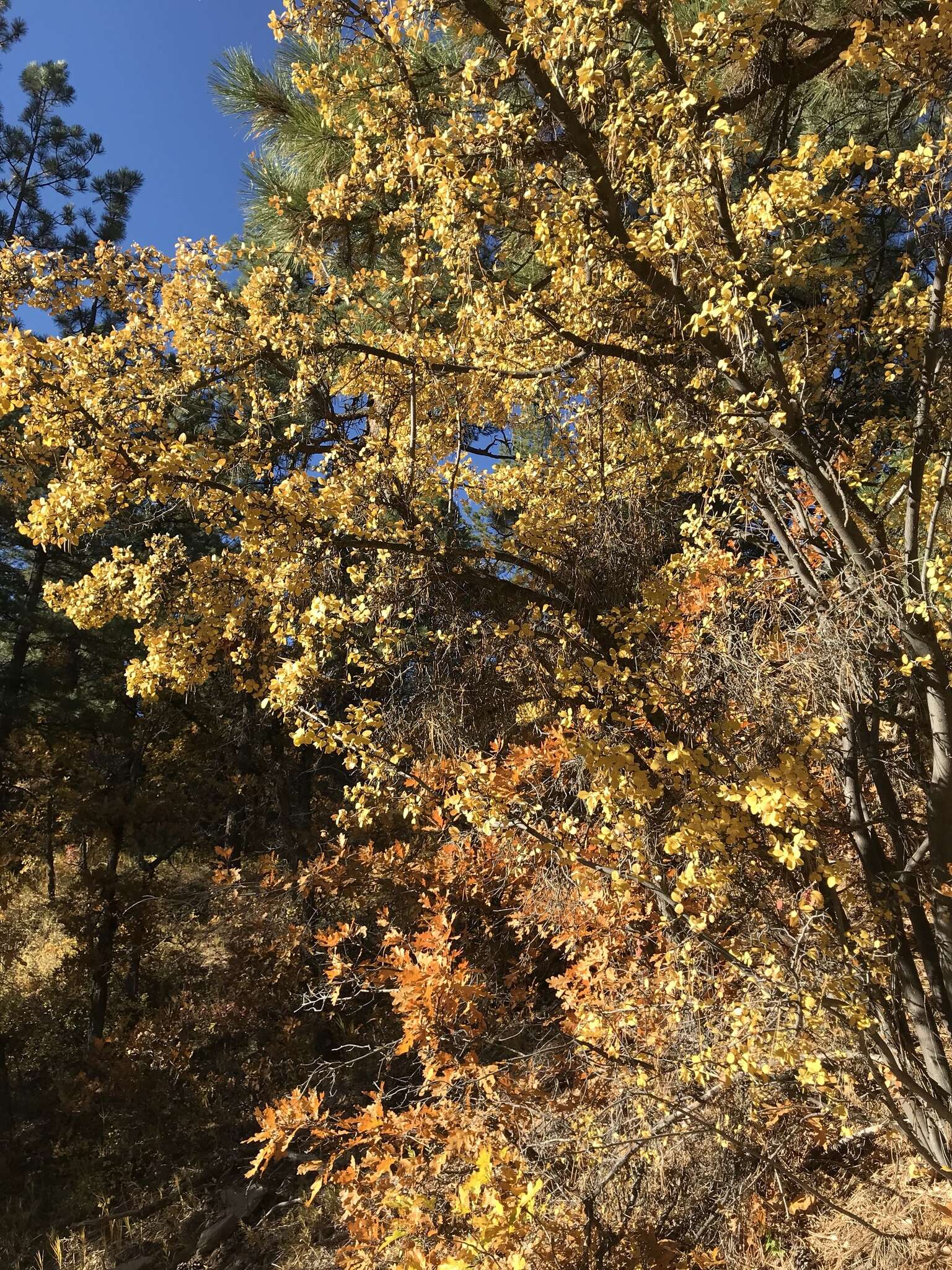 Image de Amelanchier utahensis Koehne