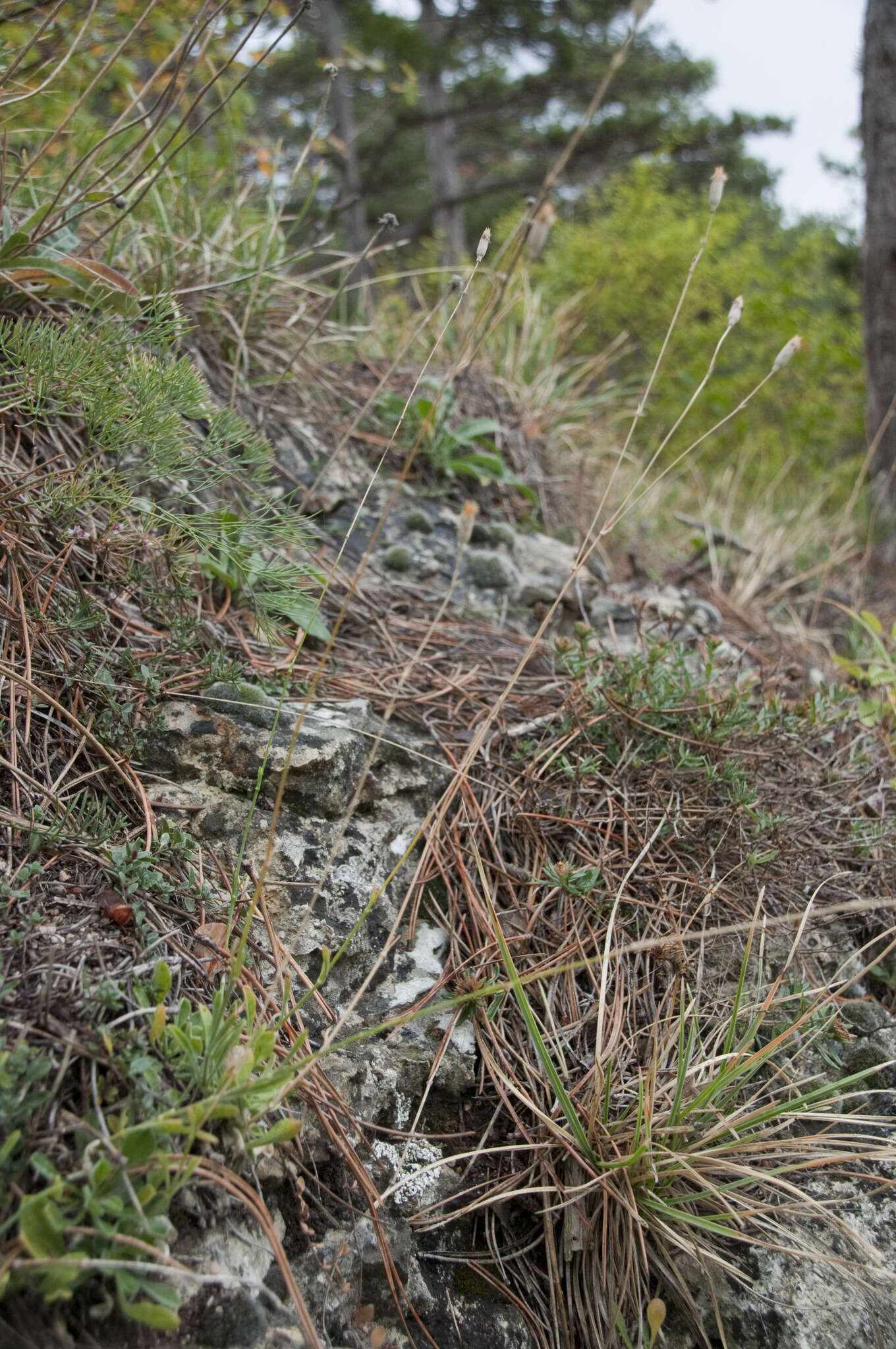 Image of Silene flavescens Waldst. & Kit.