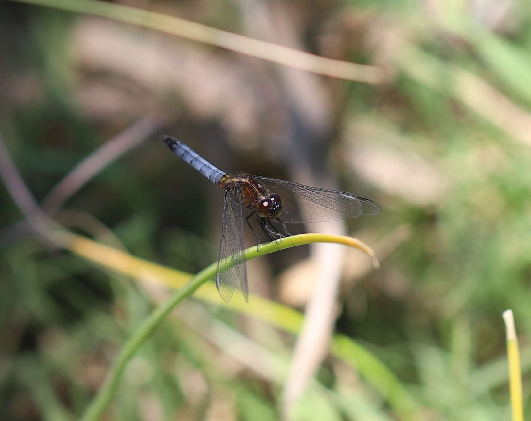 Erythrodiplax connata (Burmeister 1839) resmi