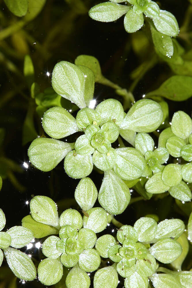 Image of Narrow-fruited Water-starwort