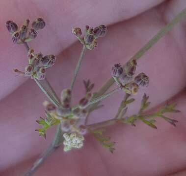 Dasispermum hispidum resmi