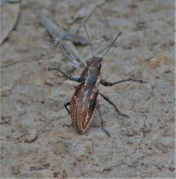 Image of Teratopactus nodicollis (Boheman 1833)