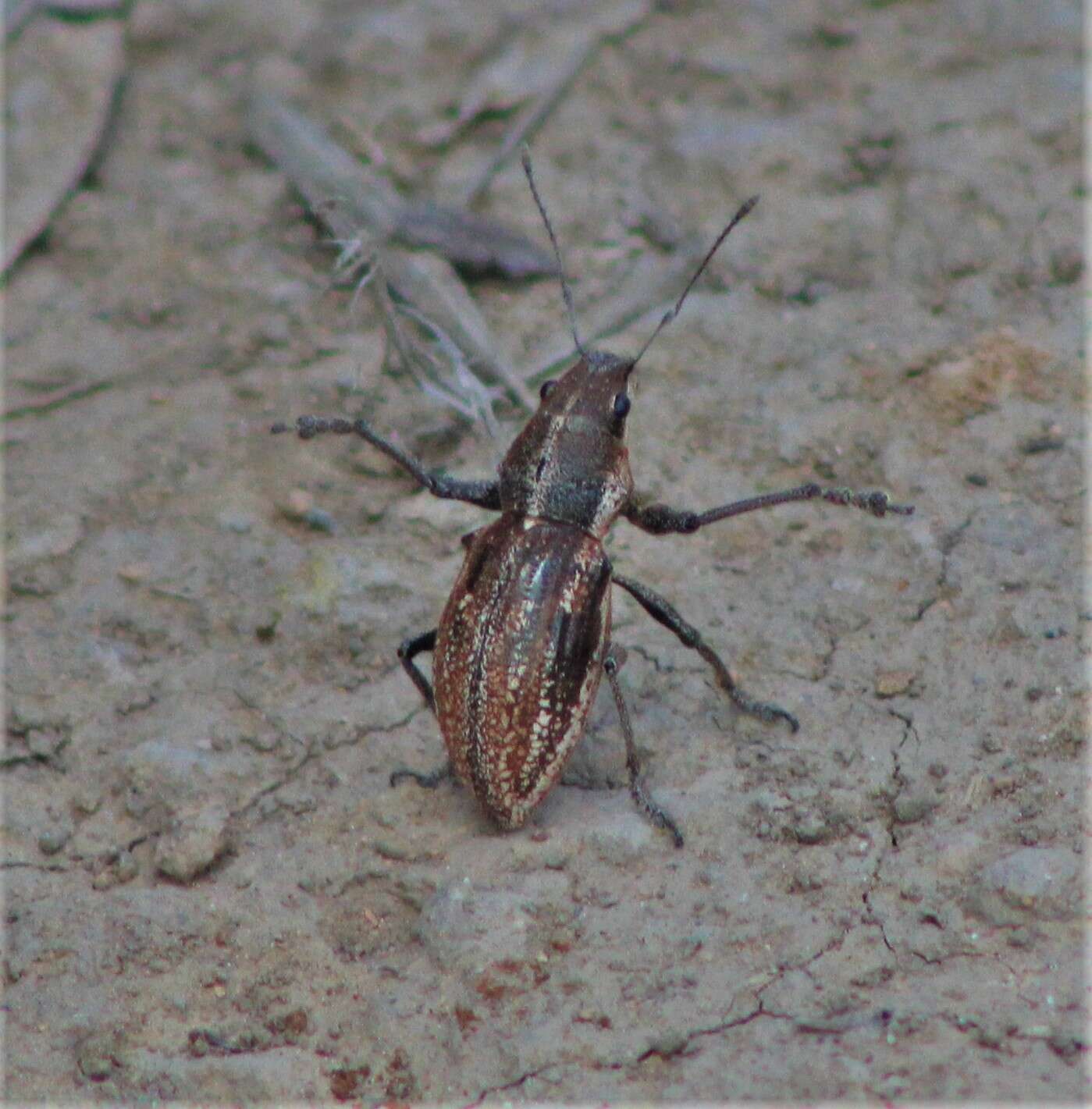 Image of Teratopactus nodicollis (Boheman 1833)