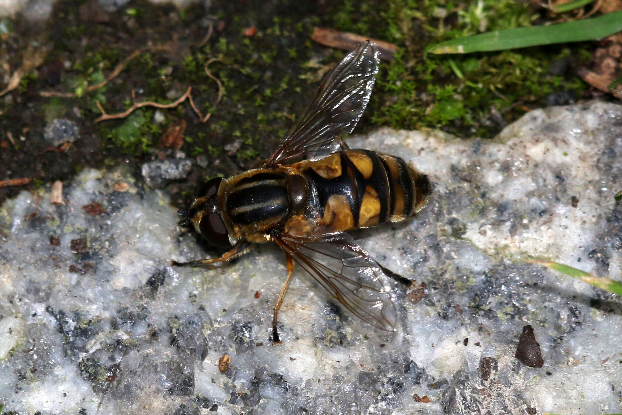 Image de Helophilus hybridus Loew 1846