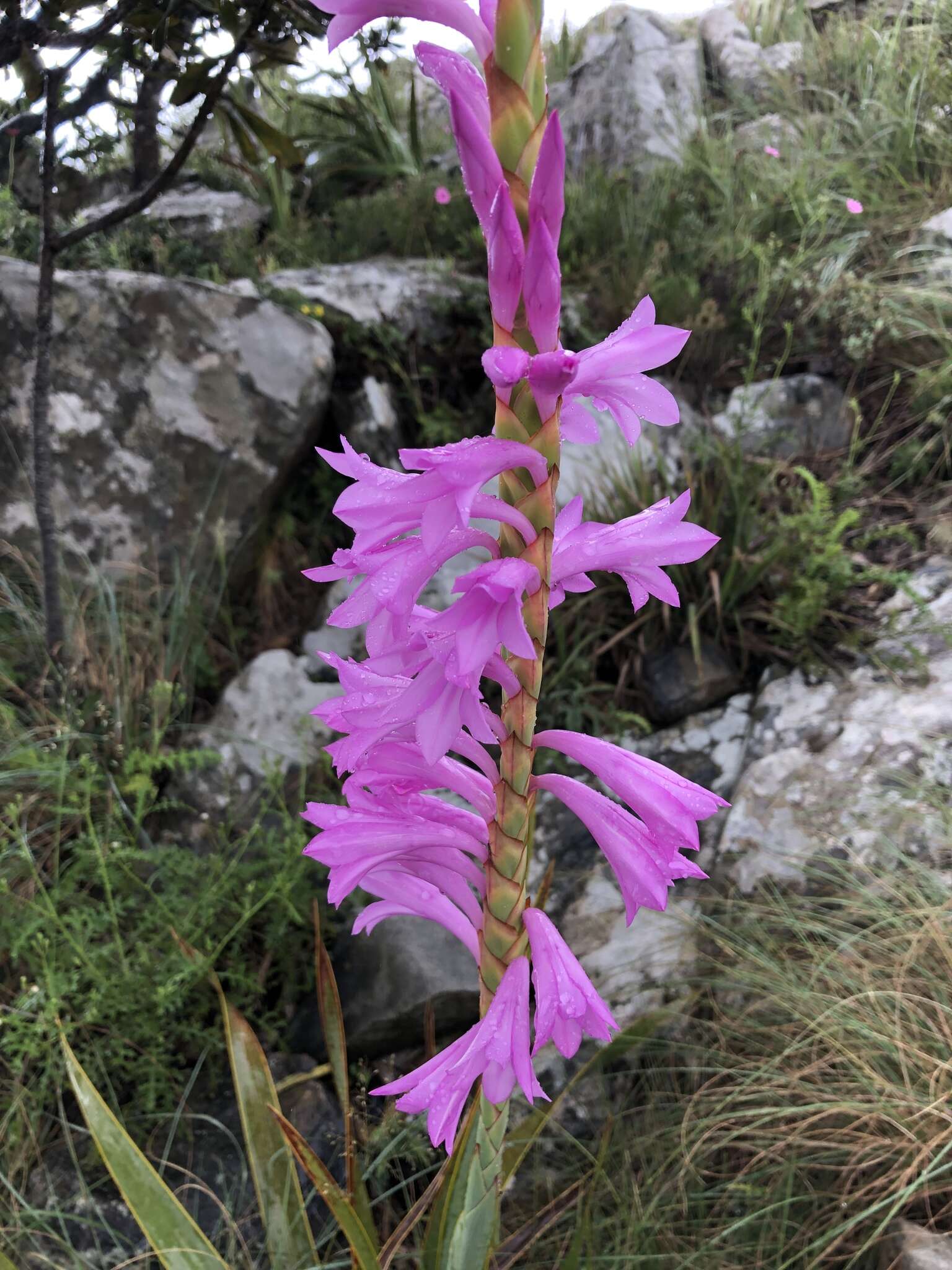 Imagem de Watsonia pulchra N. E. Br. ex Goldblatt