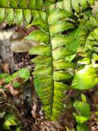 Imagem de Adiantum latifolium Lam.